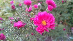 Symphyotrichum (Aster) novi-belgii 'Royal Ruby' Астра новобельгийская